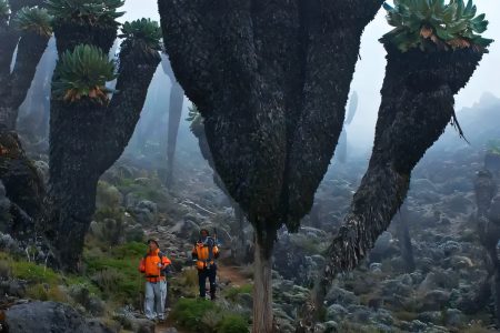 Rwenzori Hiking