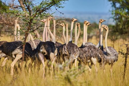 4-day road trip bouquet to Kidepo Valley National Park.