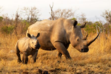 Ziwa Rhino Tracking